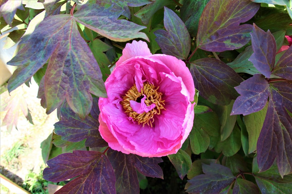 Pivoine arbustive en fleurs Avril 2021 (1).JPG