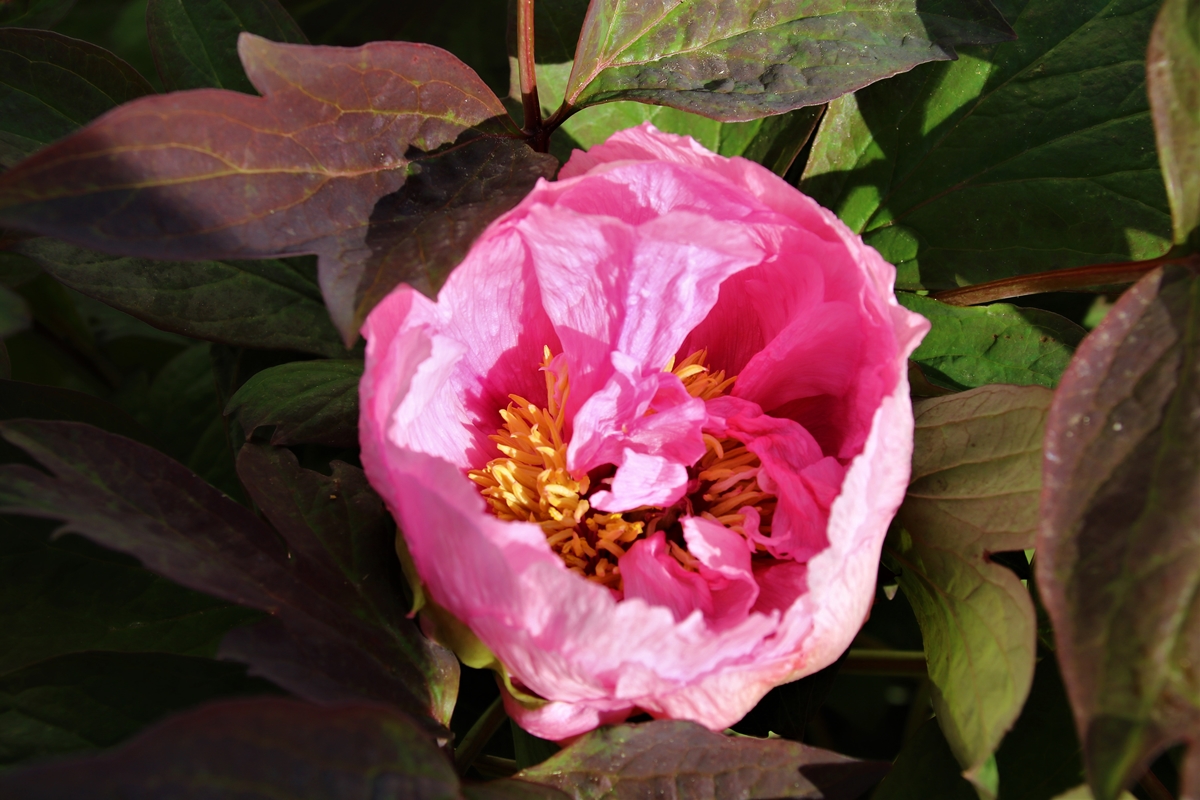 Pivoine arbustive en fleurs Avril 2021 (2).JPG