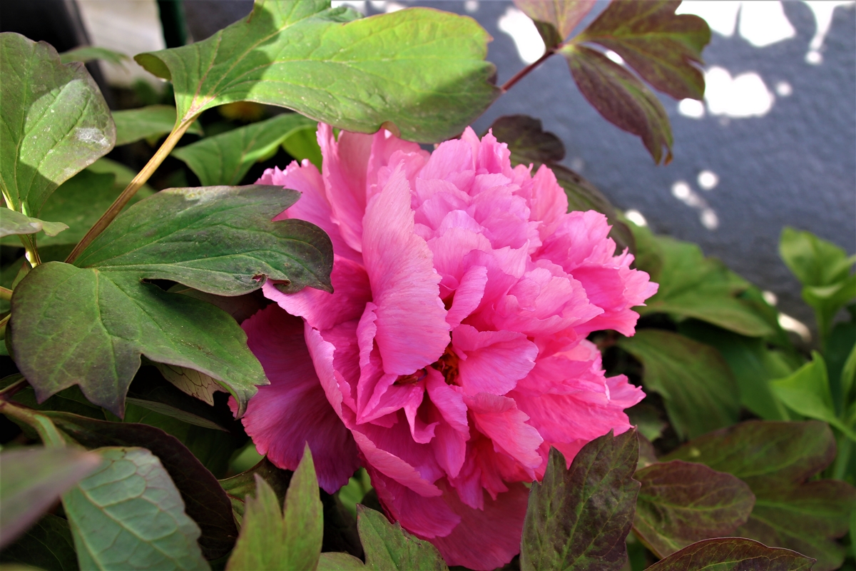 Pivoine arbustive en fleurs Avril 2021 (3).JPG