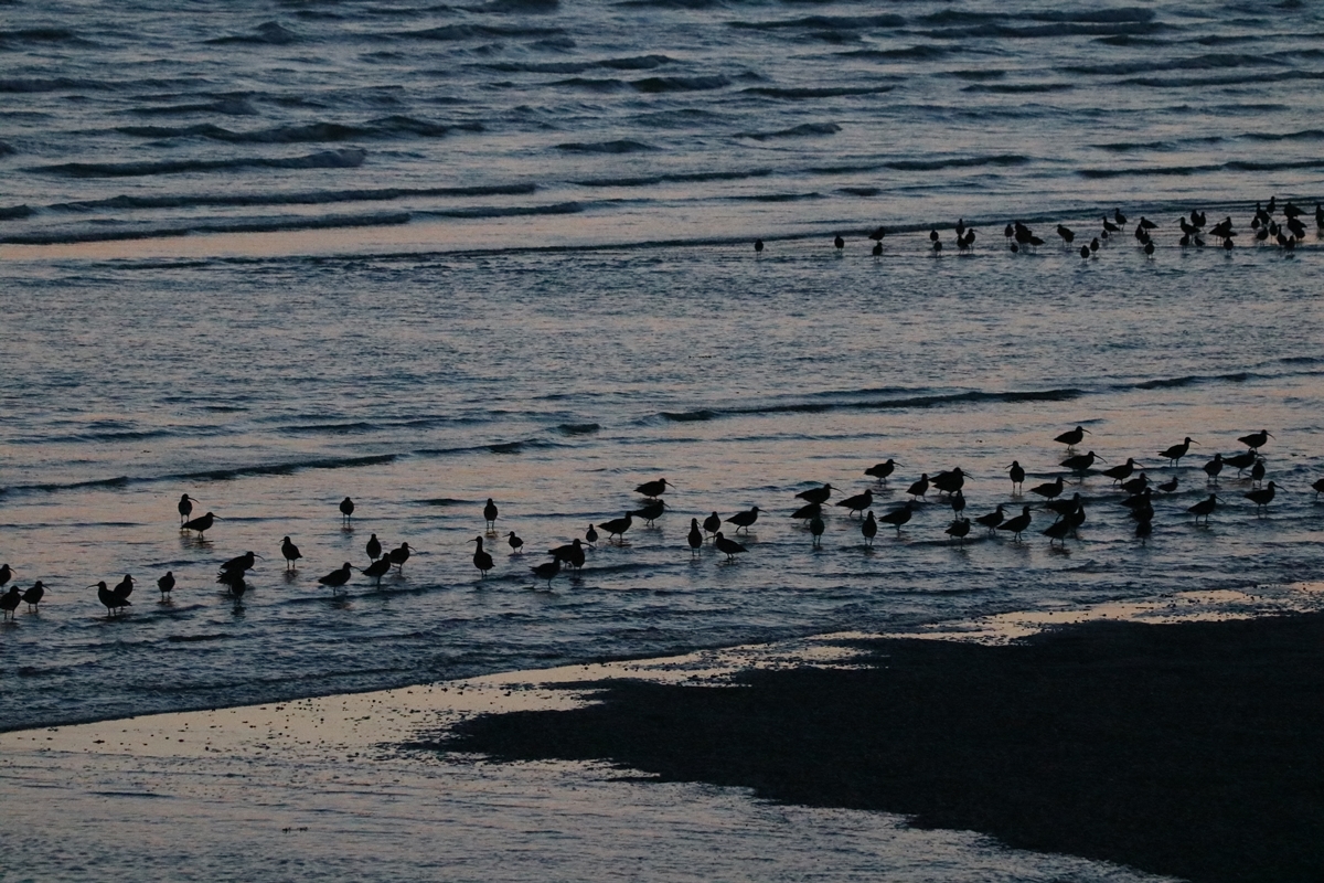 Courlis cendré et Huîtriers-pie.JPG