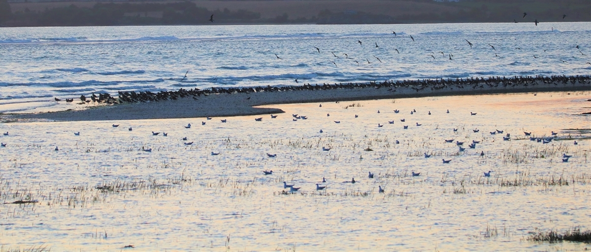 Mouettes rieuses, Courlis cendré, Huîtriers-pie.JPG