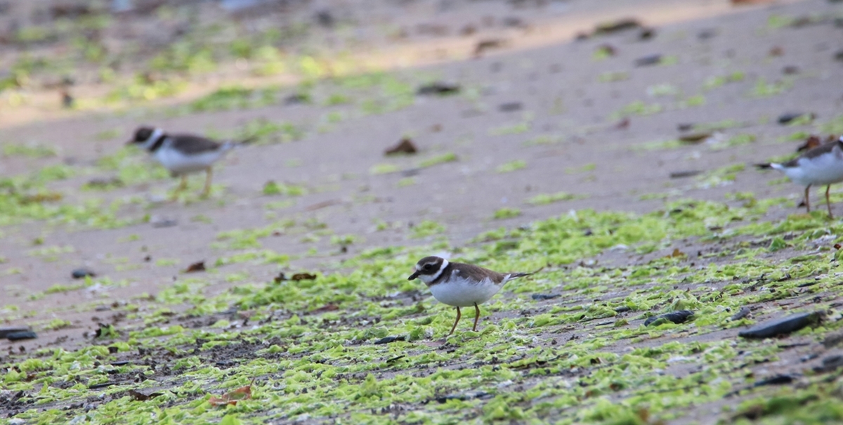 Juvénile Grand Gravelot.JPG