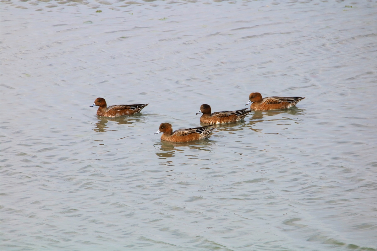 Canards Siffleurs femelles (2).JPG