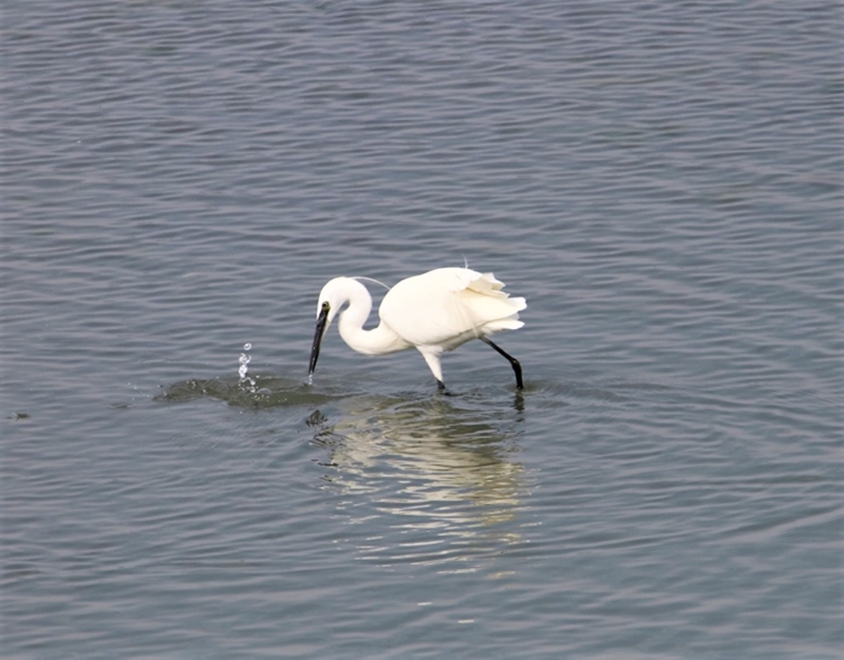 Aigrette-garzette.JPG