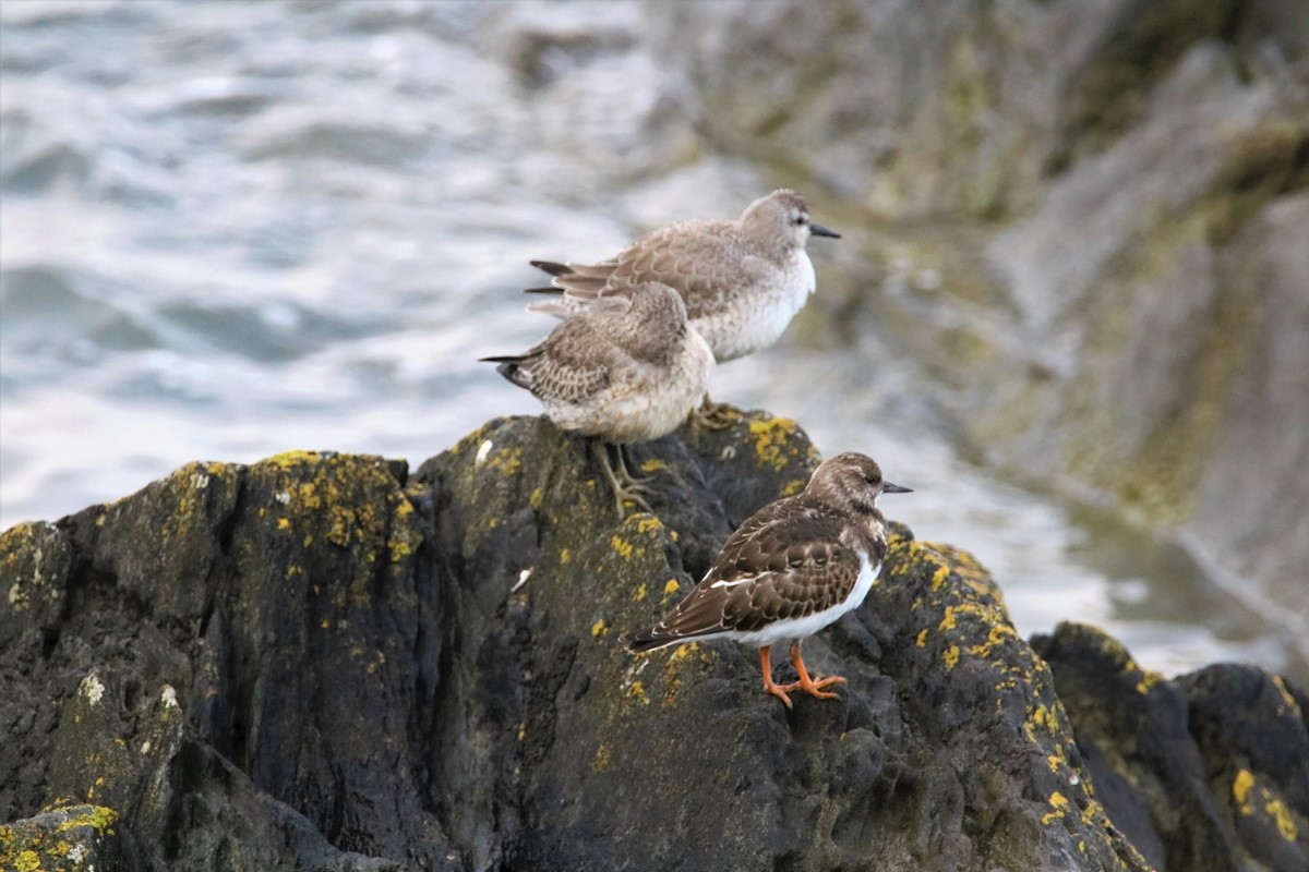 Bécasseau Maubèche hiver , Bécasseau variable hiver, Tournepierre à collier.JPG