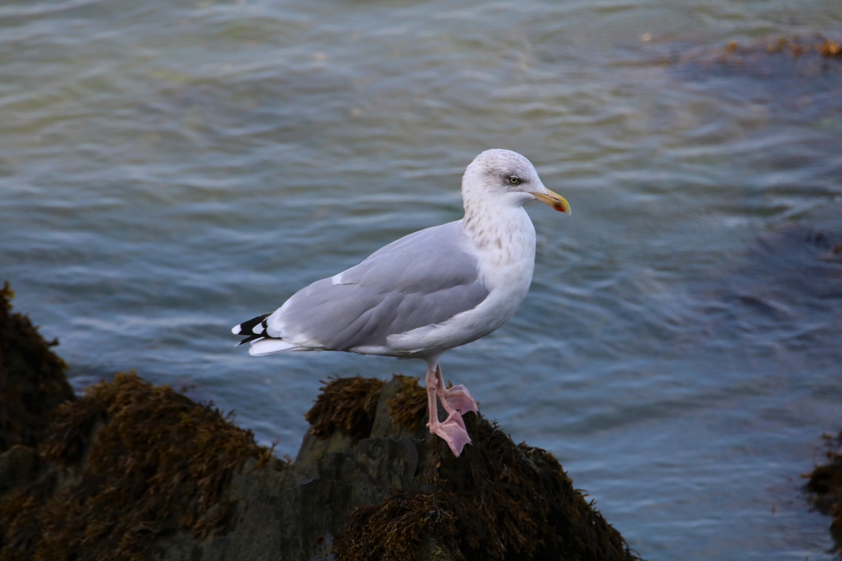 Goéland argenté hiver (2).JPG