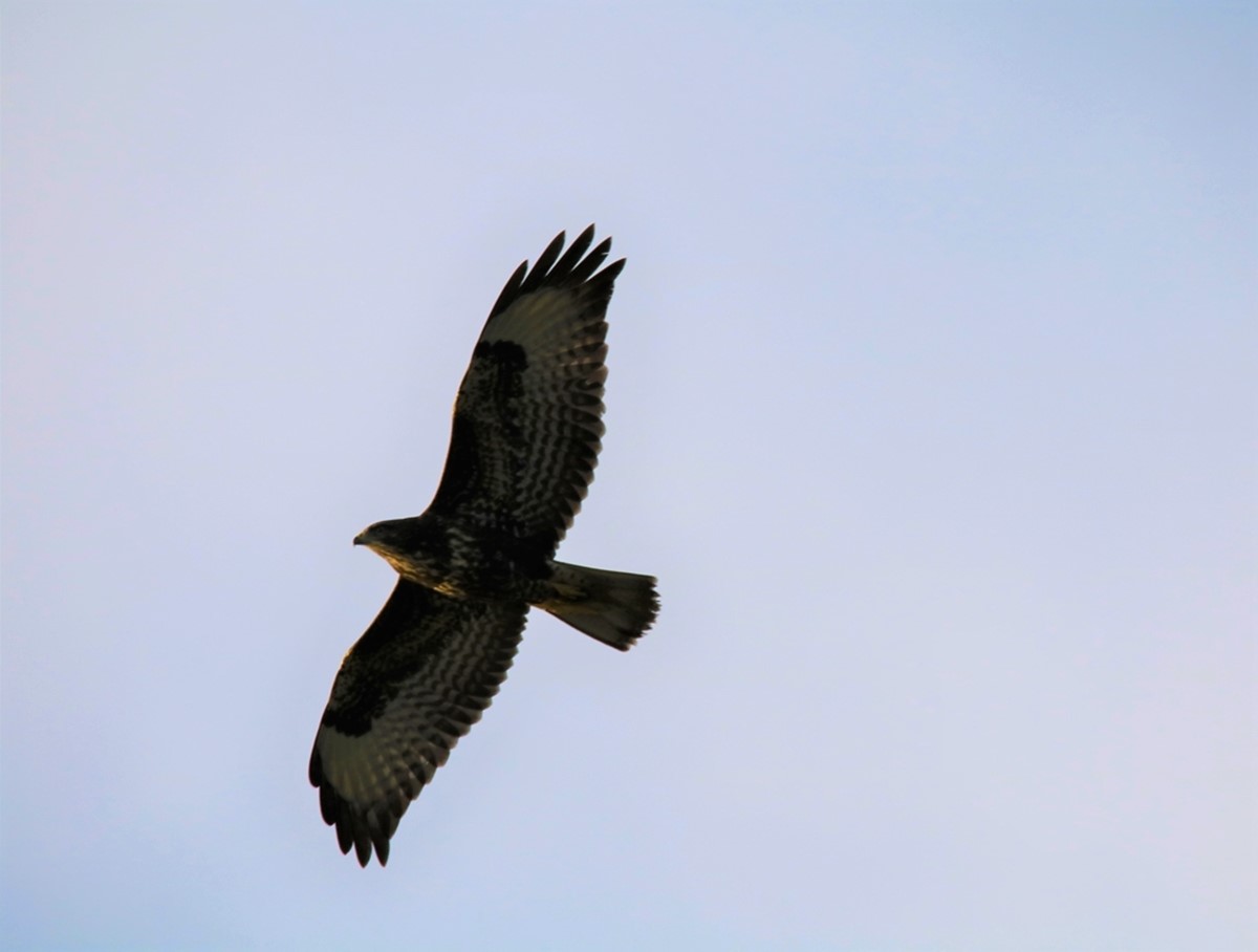 Buse variable (3).JPG