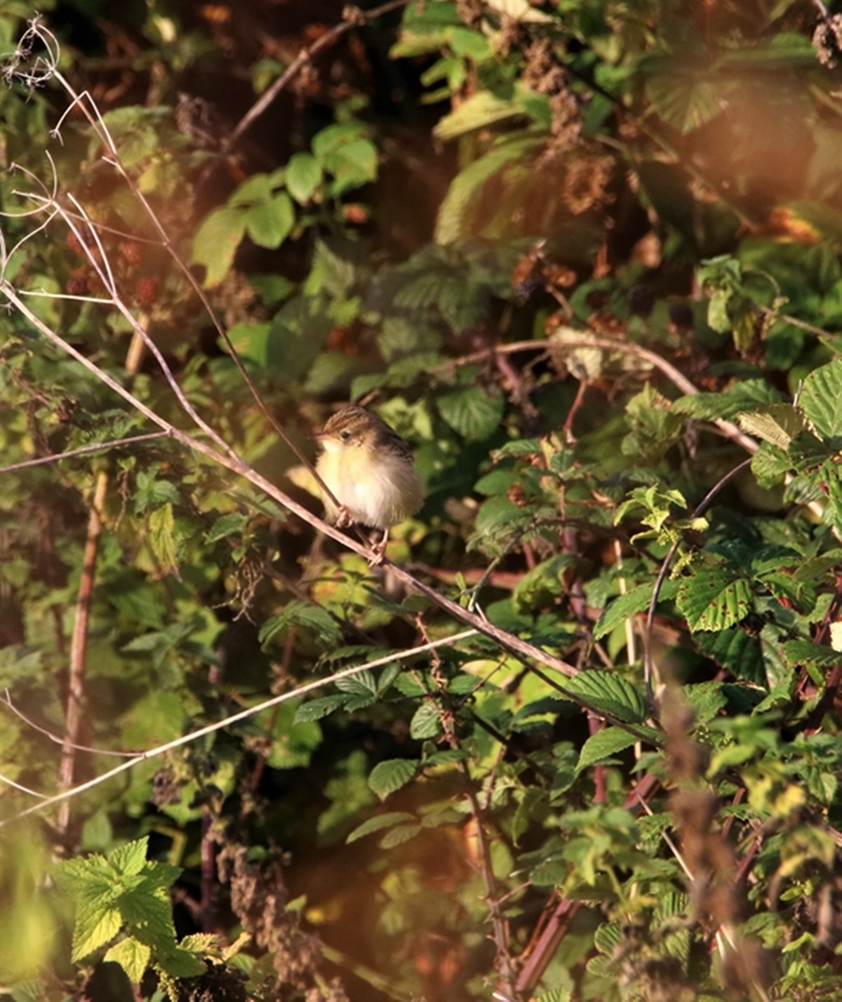 Cisticole des joncs.JPG