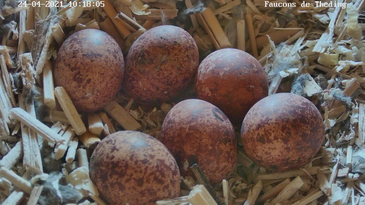 lesfauconsdetheding.ddns.net_01_20210424101806535.jpg
