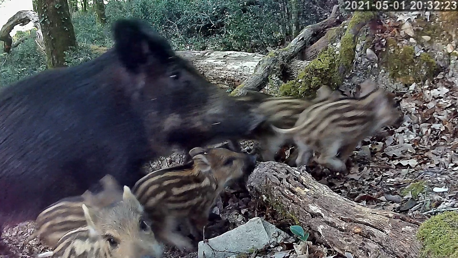 sangliers et marcassins 01 05 2021r.jpg