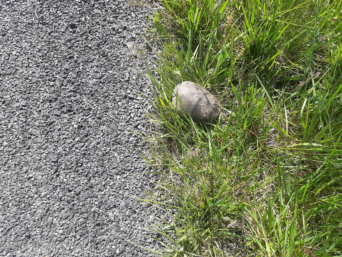 cistude 02 05 2021a.jpg