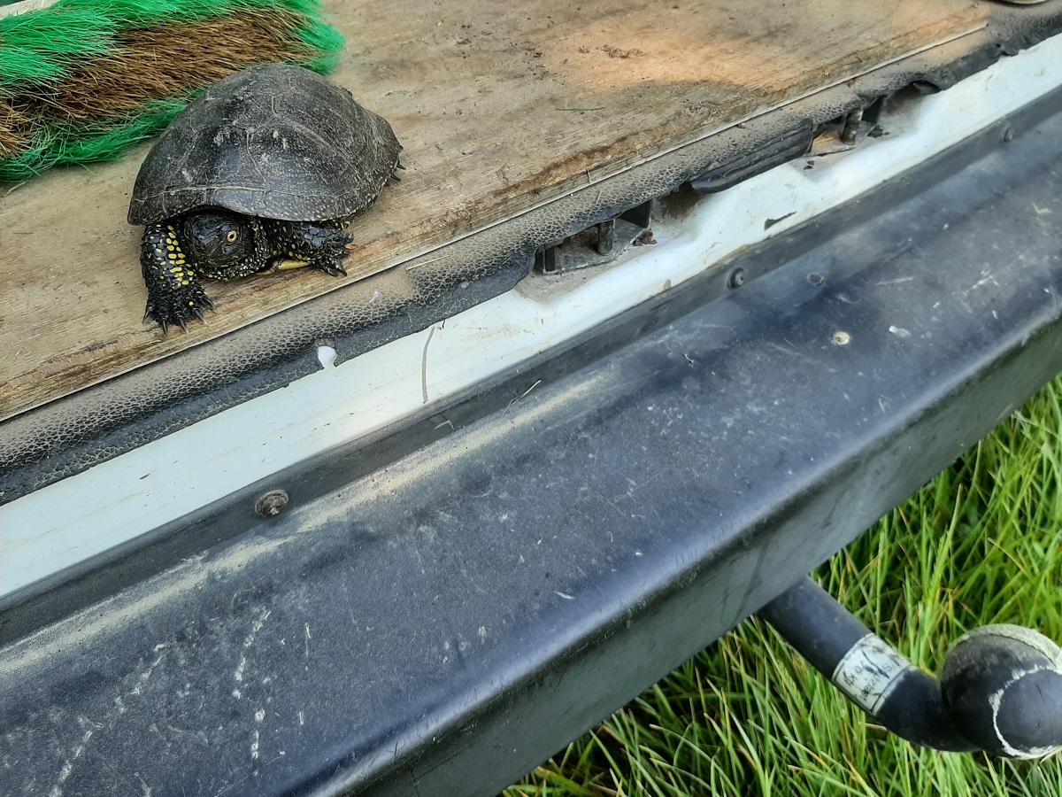 cistude 02 05 2021b.jpg