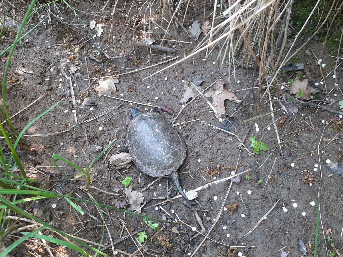 cistude 02 05 2021c.jpg