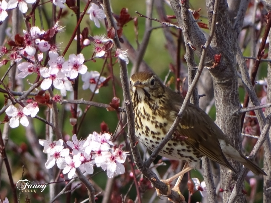 Fanny Grive Musicienne signée.jpg