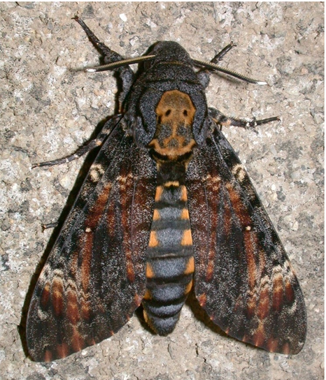 Sphinx à tête de mort.png