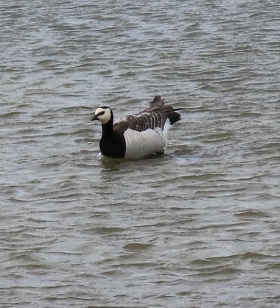 Bernache nonette (2).jpg