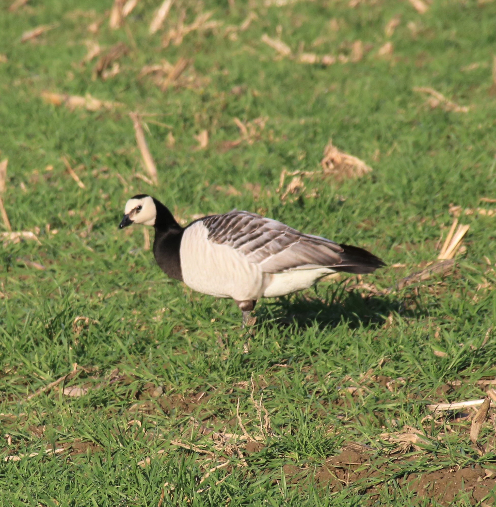 Bernache nonette en pature.JPG