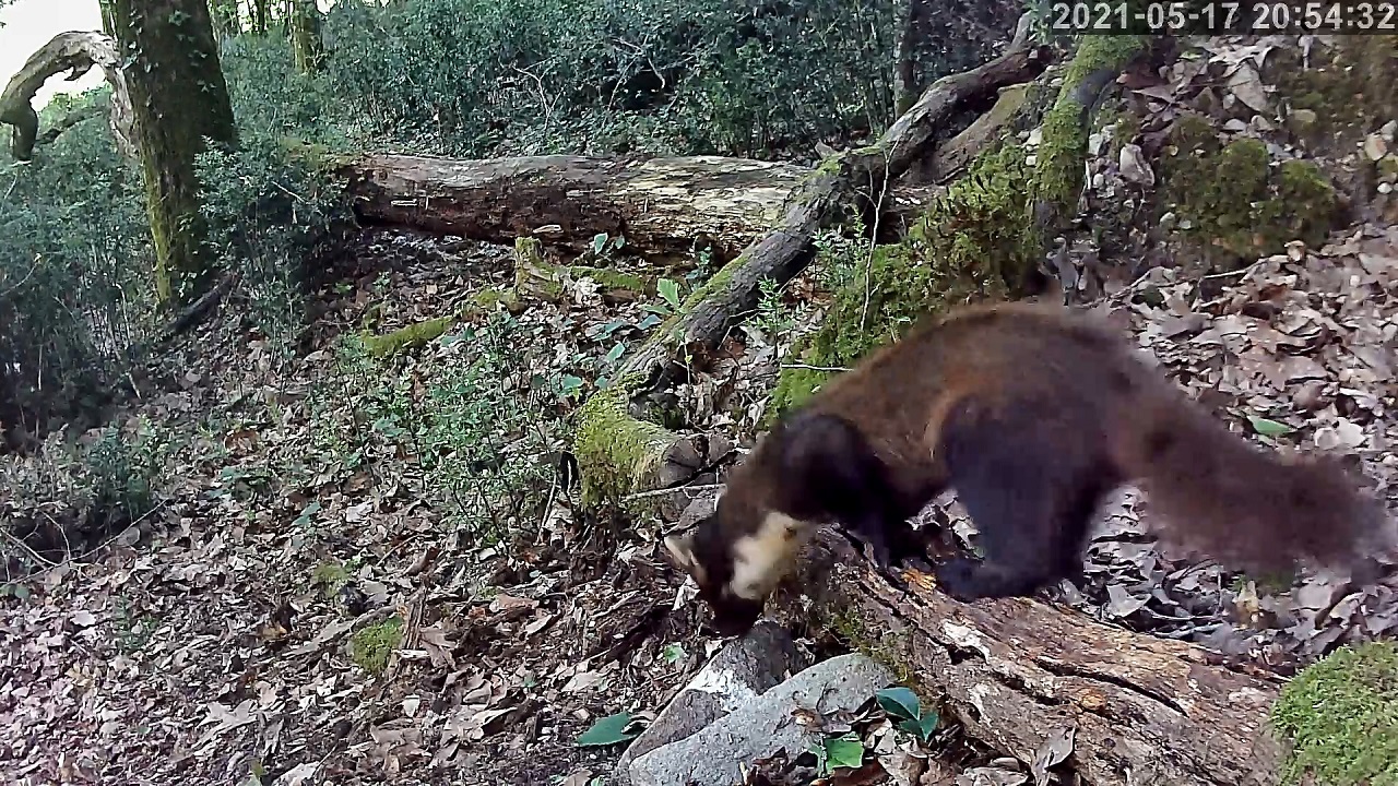 martre 17 05 2021r.jpg