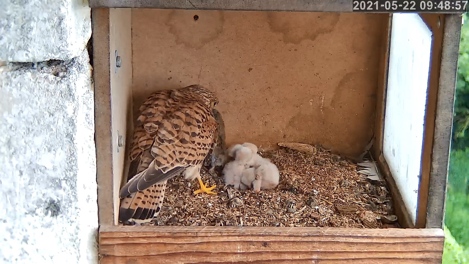 crecerelle 22 05 2021r.jpg