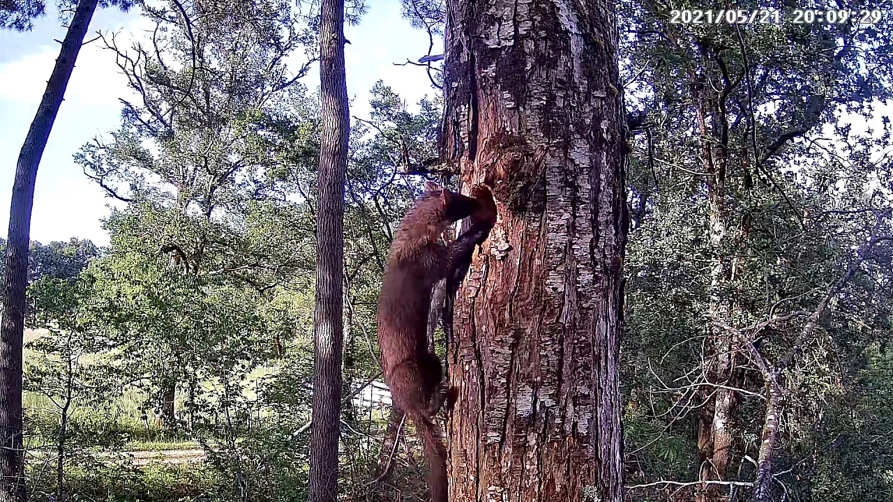 martre et nid pic 21 05 2021r.jpg