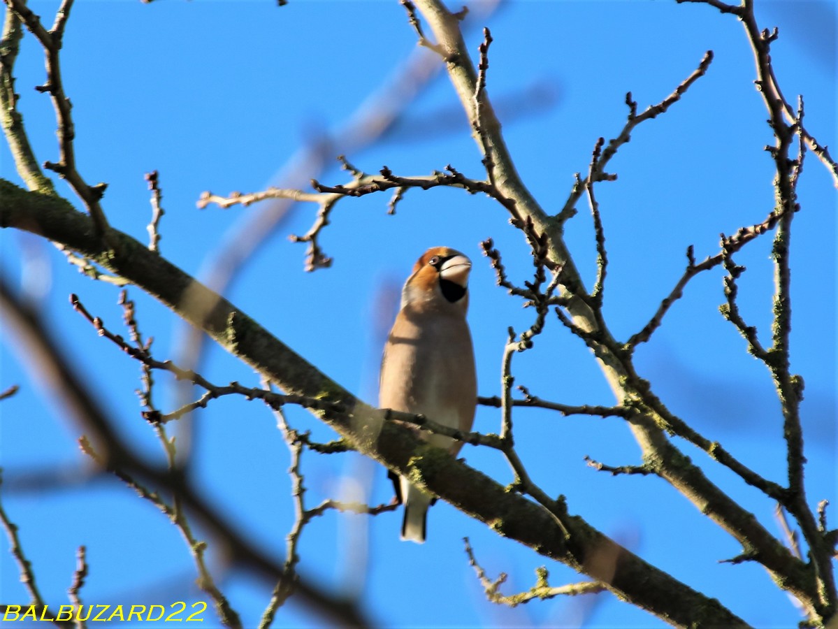 Gros bec casse-noyaux jardin 110118.jpg