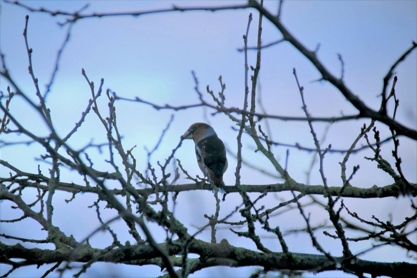 Gros-bec casse-noyau Dimanche 28 Janvier 2018 jardin.JPG