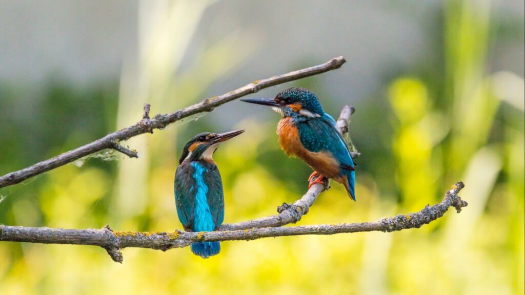 oiseaux-1024x576.jpg