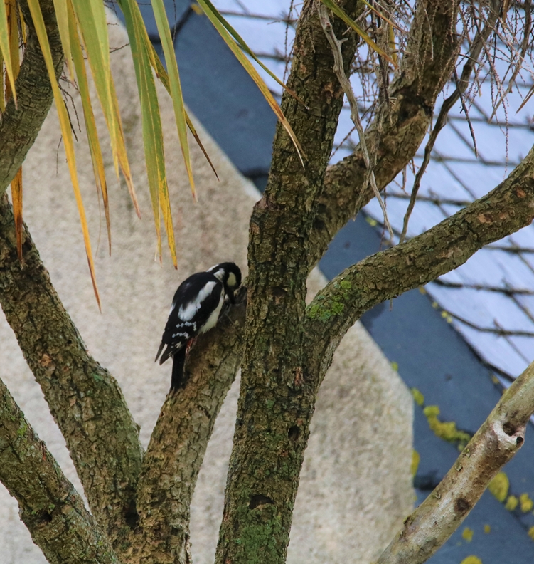 Pic-épeiche jardin 26 mai 2021 (1).JPG