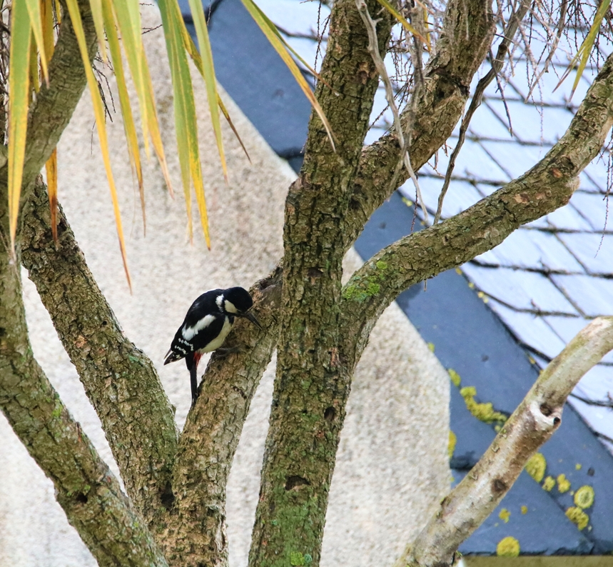 Pic-épeiche jardin 26 mai 2021 (2).JPG