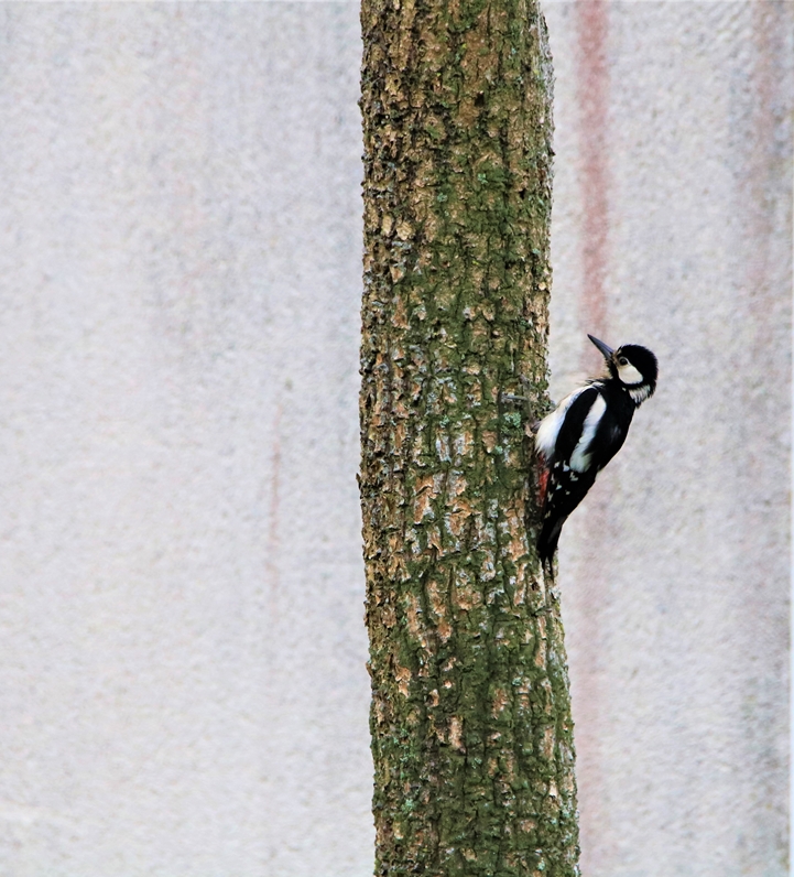 Pic-épeiche jardin 26 mai 2021 (3).JPG