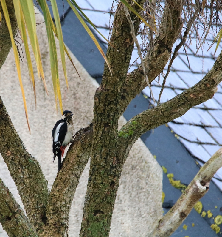 Pic-épeiche jardin 26 mai 2021 (6).JPG