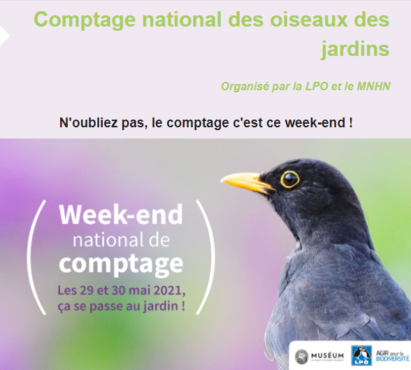 Comptages des oiseaux 1.png