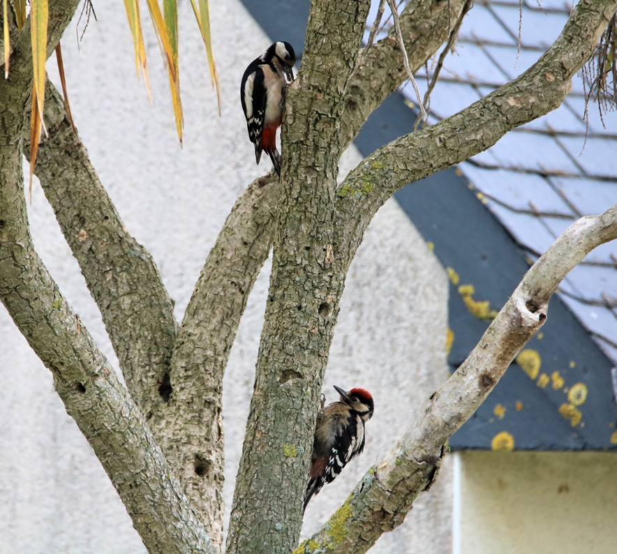 Pic-épeiche nourrissage juvénile 29 Mai 2021.JPG