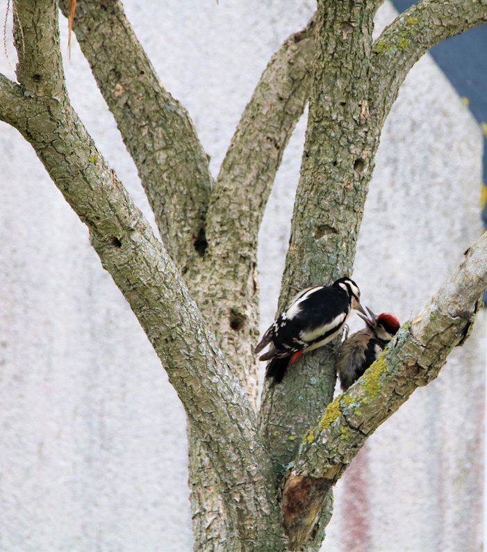 Pic-épeiche nourrissage 29 mai 2021.JPG
