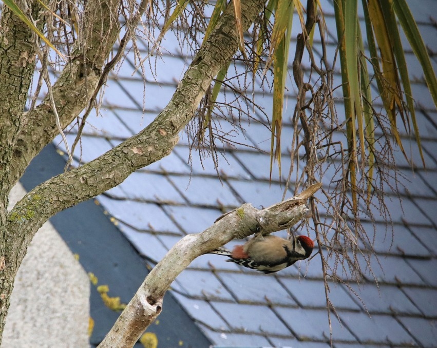 Pic-épeiche nourrissage juvénile 29 Mai 2021 (6).JPG