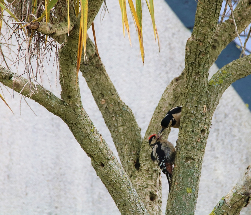Pic-épeiche nourrissage juvénile 29 Mai 2021 (7).JPG