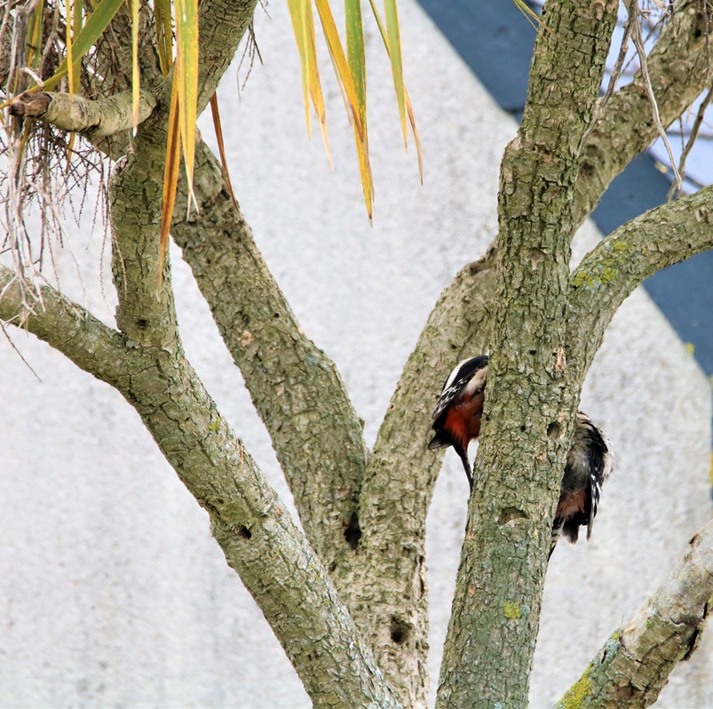 Pic-épeiche nourrissage juvénile 29 Mai 2021 (8).JPG