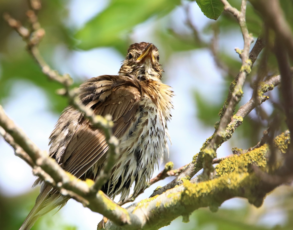Grive musicienne après le bain épouillage après le bain 30 Mai 2021-.JPG