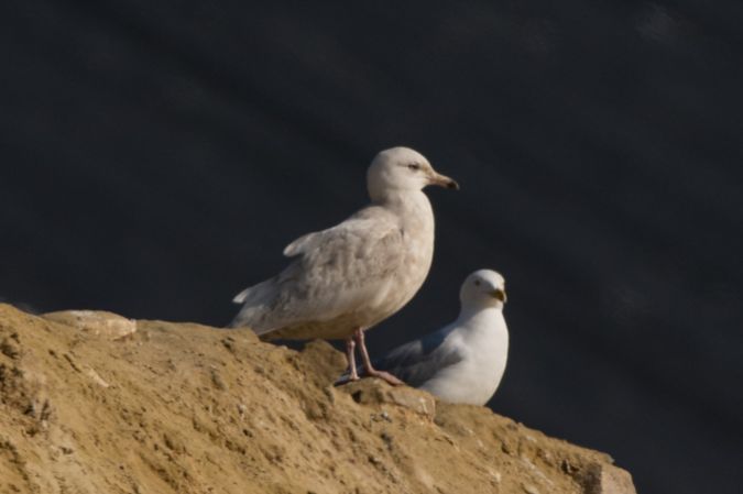 goel a ailes blanches2.jpg