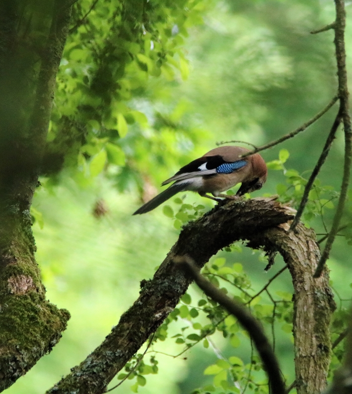 Geai des chênes Bois de St-Aaron 11 Juin 2021 (3).JPG