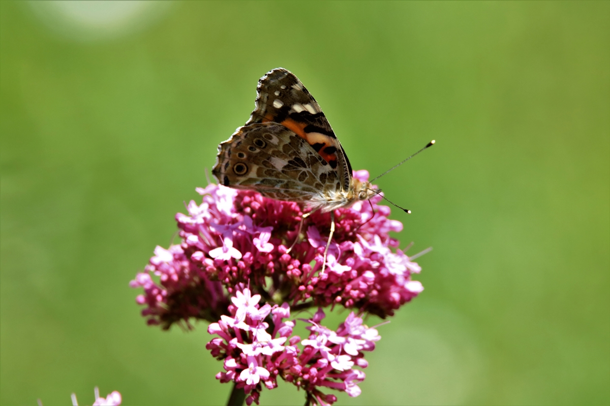 Belle-dame jardin 11 Juin 2021 (1).JPG
