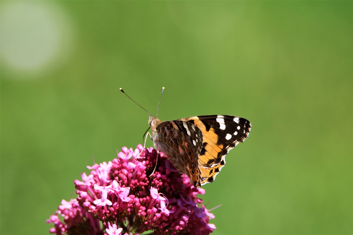 Belle-dame jardin 11 Juin 2021 (2).JPG