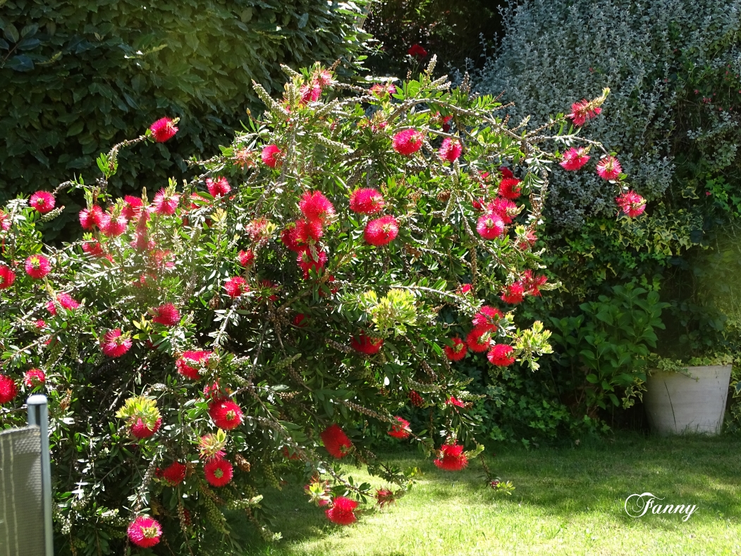 DSC06780 Callistemon signé.jpg