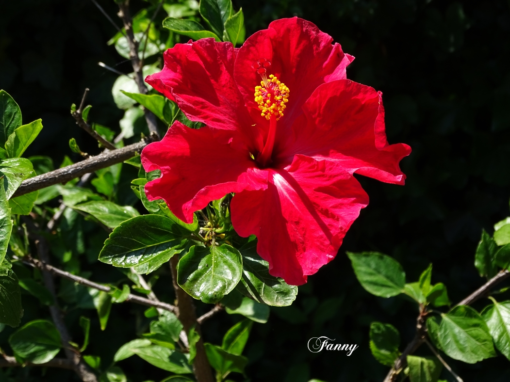 DSC06941Hibiscus signé.jpg