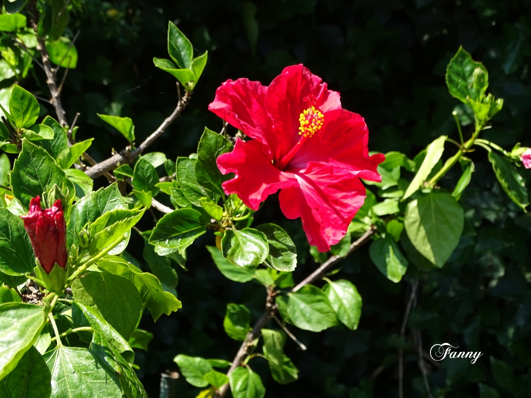 DSC06940 Hibiscus signé.jpg
