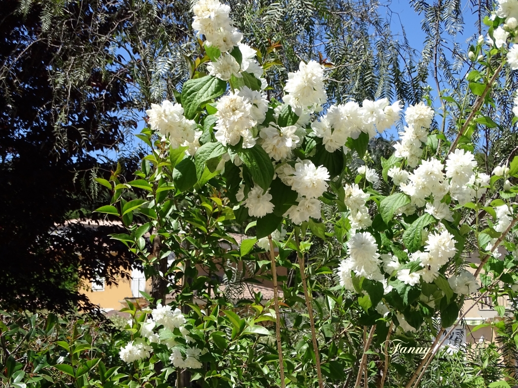 Fleurs inconnues.jpg