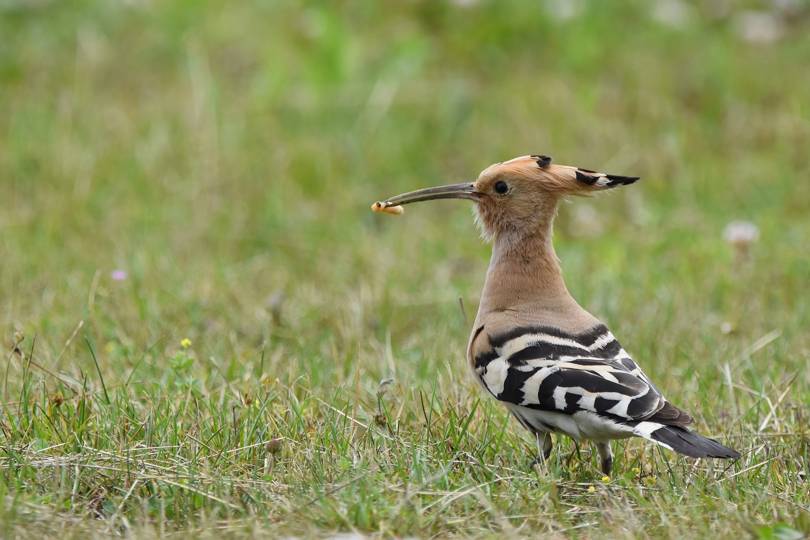 DSC_0115 (Copier).JPG