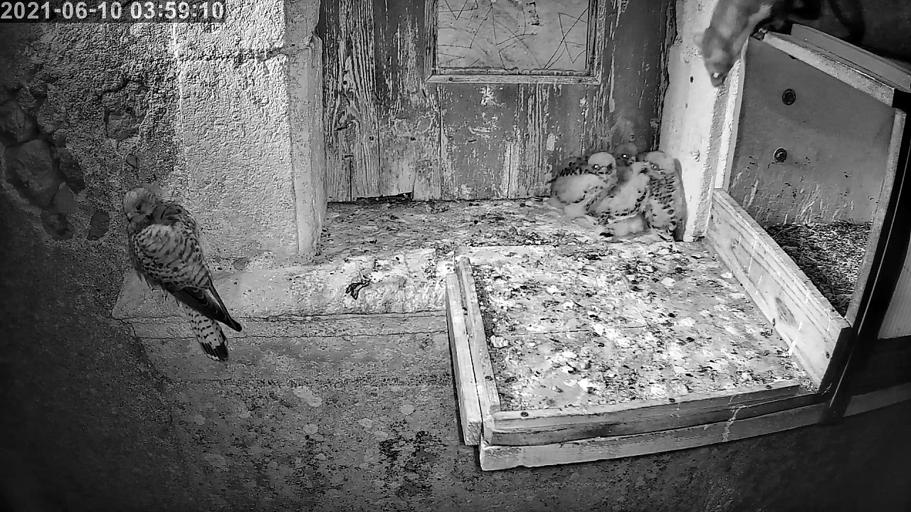 crecerelles 10 06 2021r.jpg