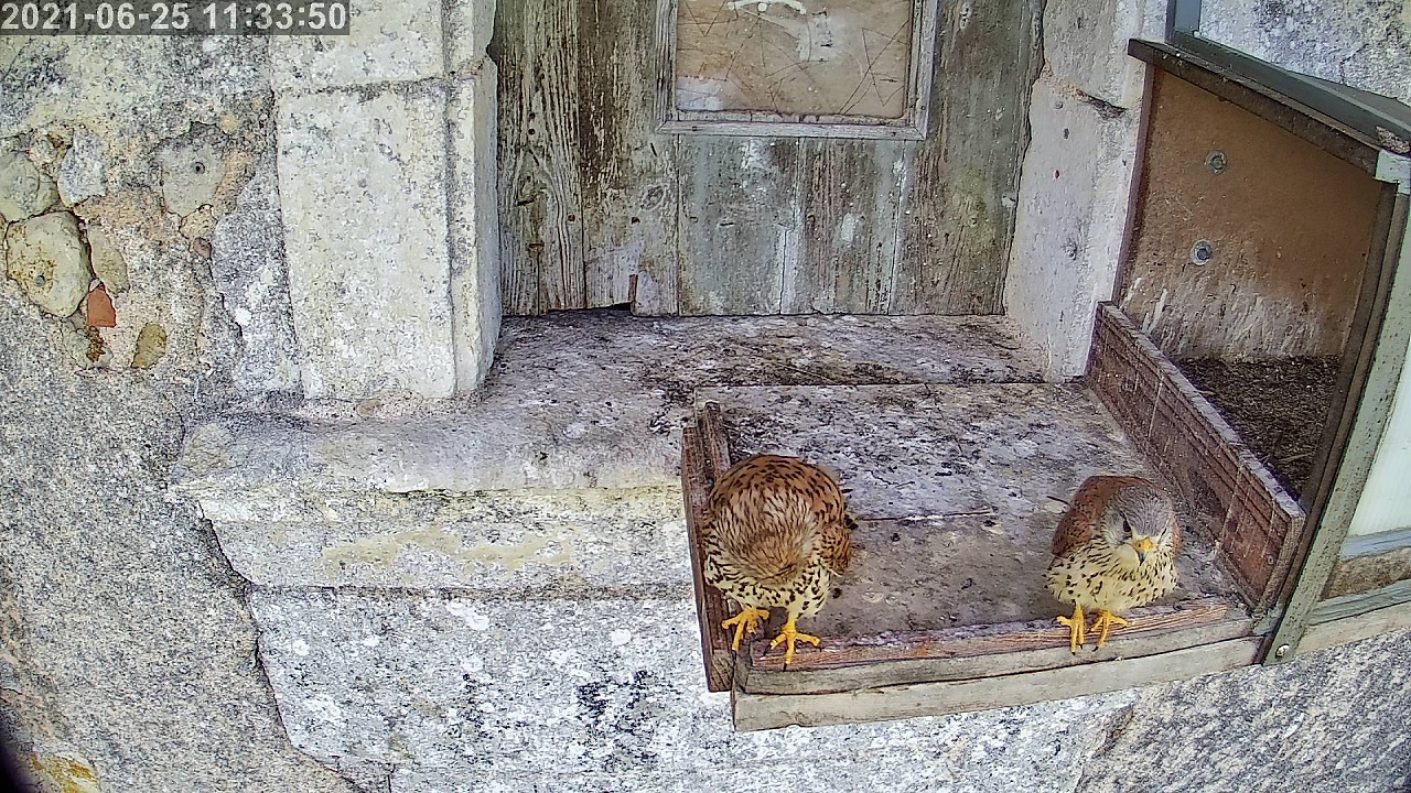 crecerelles 25 06 2021.jpg