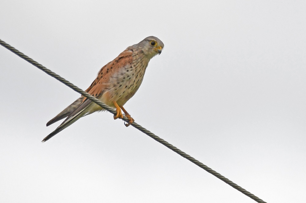 DSC_2244 - Copie.jpg